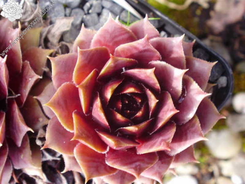 Pfälzer Herbstimpression