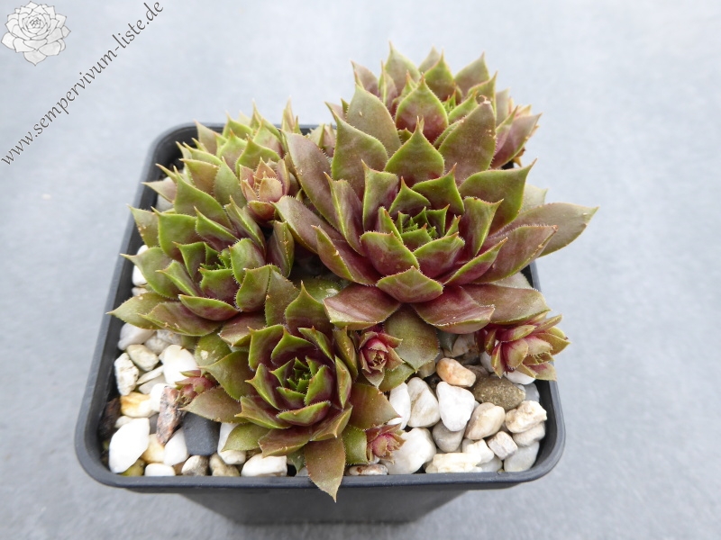 Pfälzer Herbstimpression