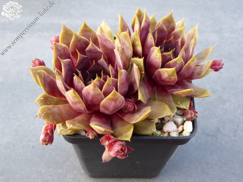 Pfälzer Herbstimpression