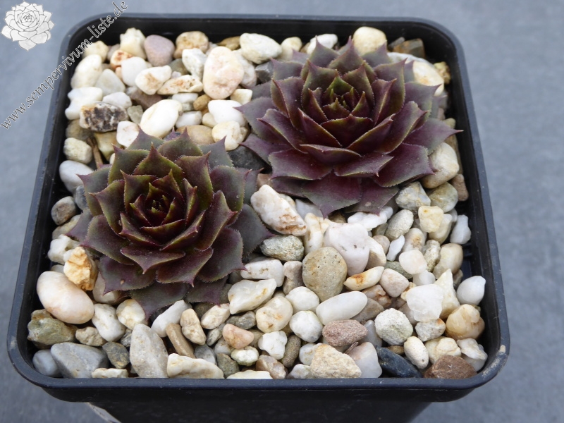 Pfälzer Herbstimpression