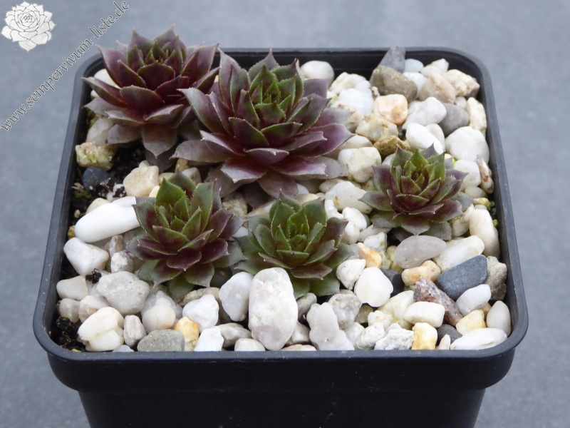 Pfälzer Herbstimpression