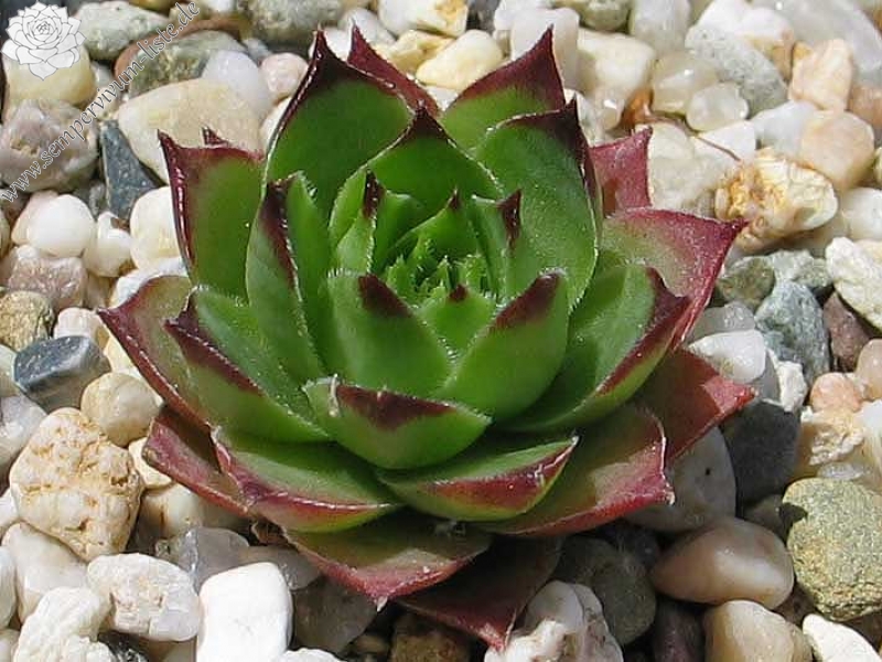 Pfälzer Hermännche