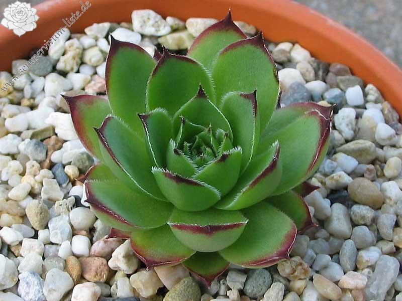 Pfälzer Hermännche