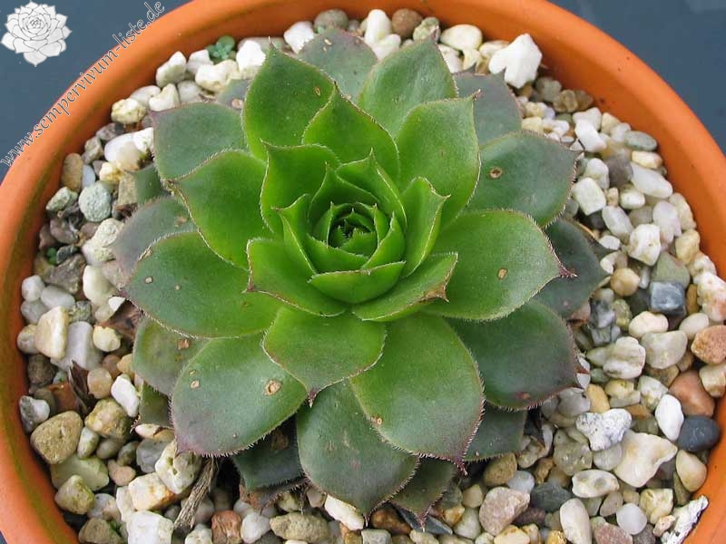 Pfälzer Hermännche