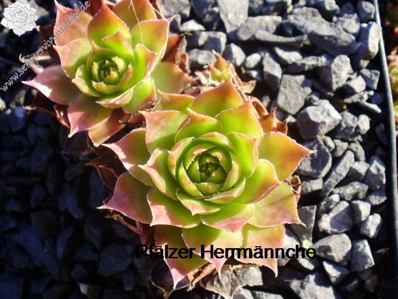 Pfälzer Hermännche