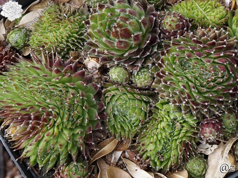 Pfälzer Igel