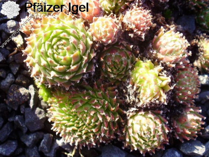 Pfälzer Igel