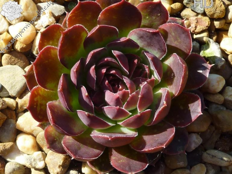 Pfälzer Jubiläum / Jovi