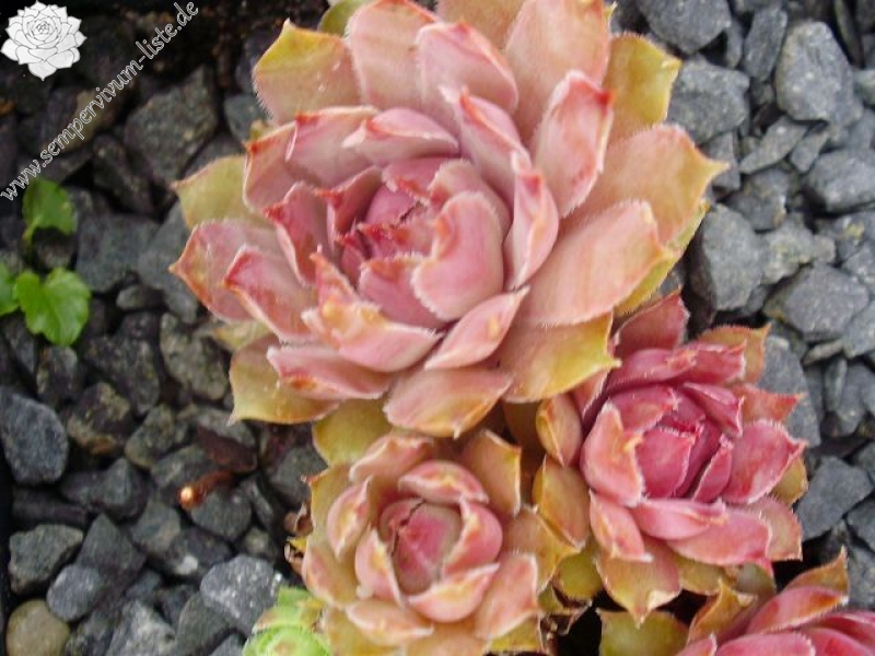 Pfälzer Lilac