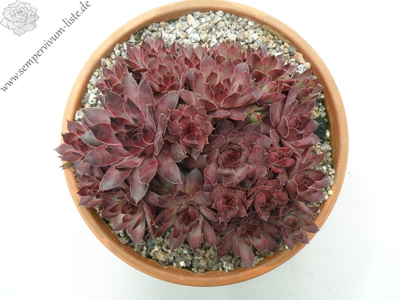 Pfälzer Lilac
