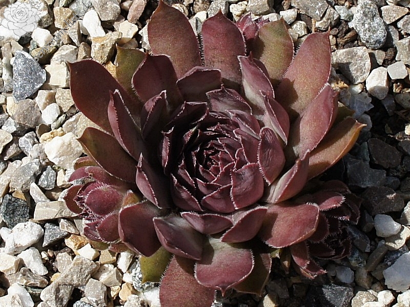 Pfälzer Lilac