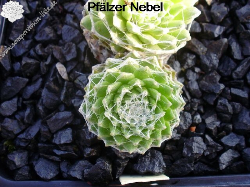 Pfälzer Nebel