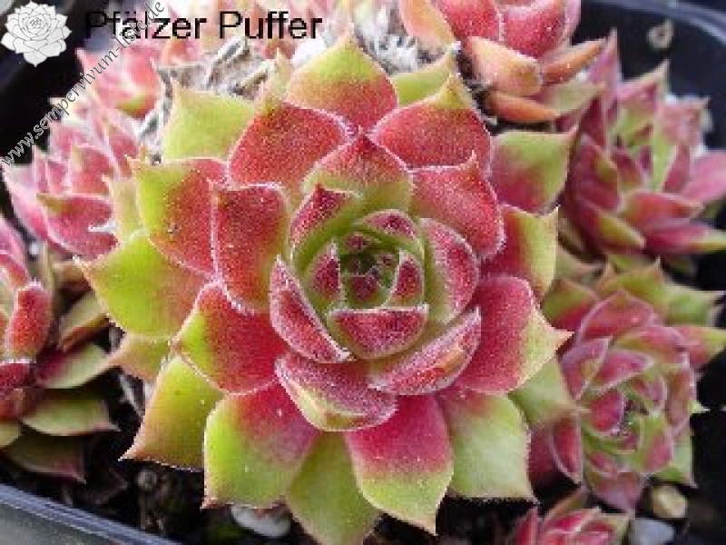Pfälzer Puffer