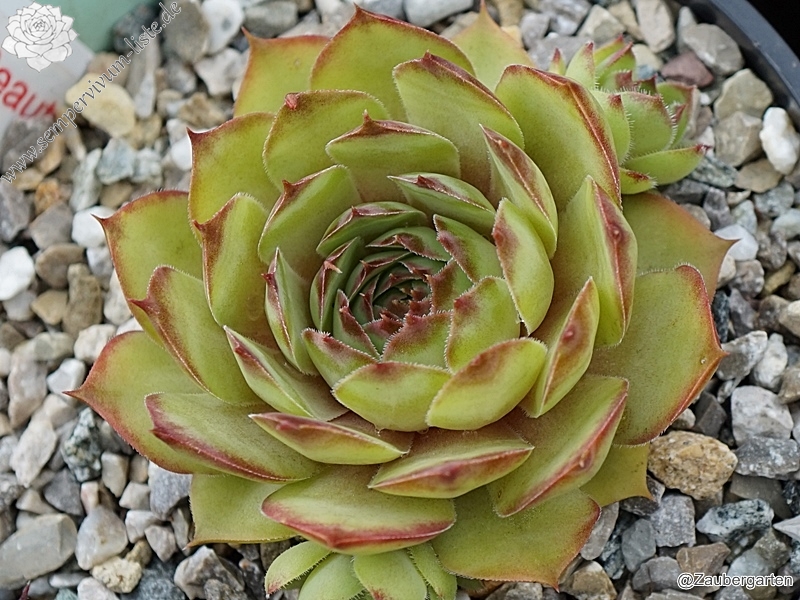 Pink Beauty