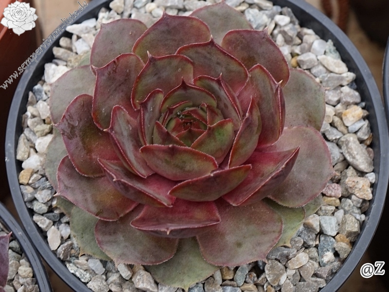 Pink Beauty