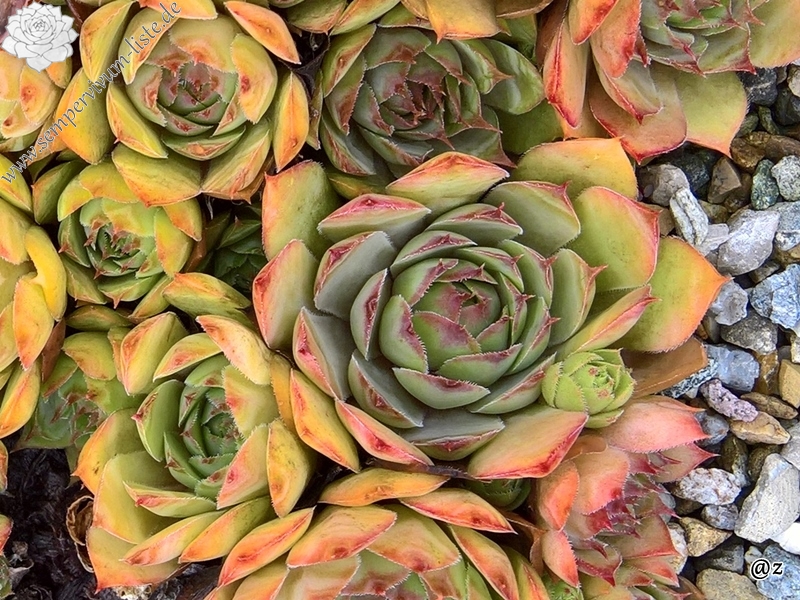 Pink Beauty