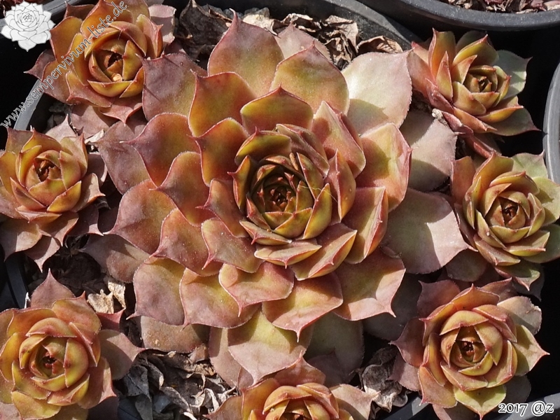 Pink Beauty