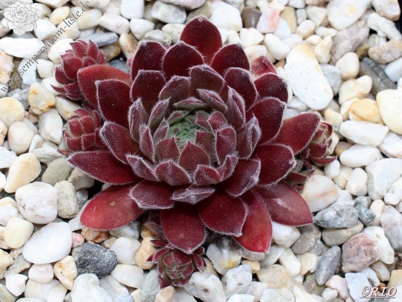 Pink Button