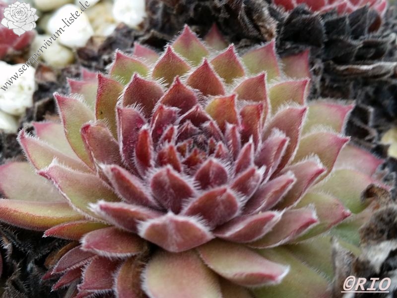 Pink Button