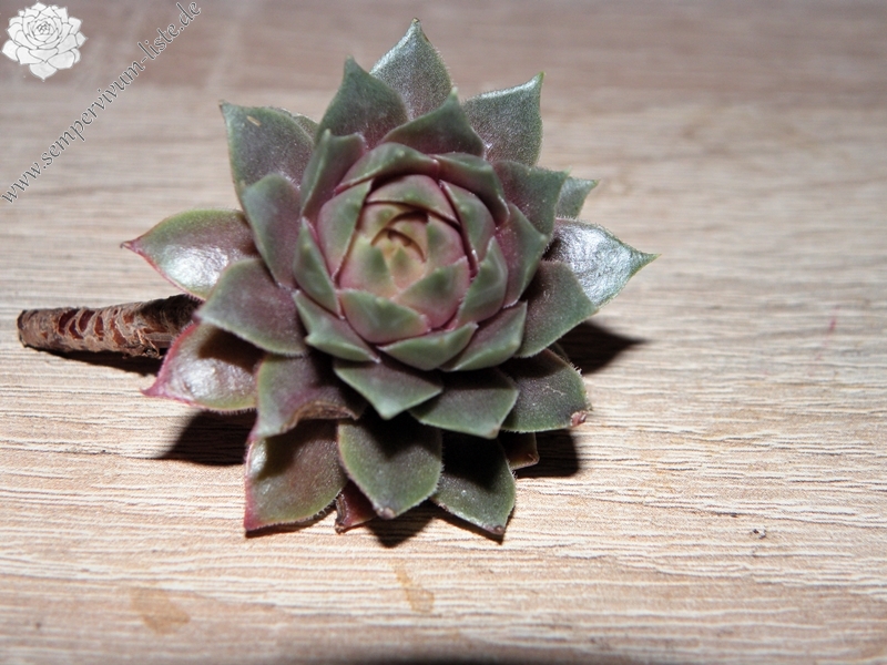 Pink Dazzler