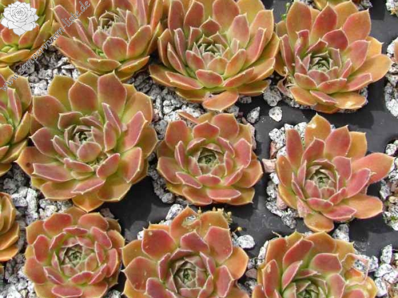 Pink Mandarin / Jovi