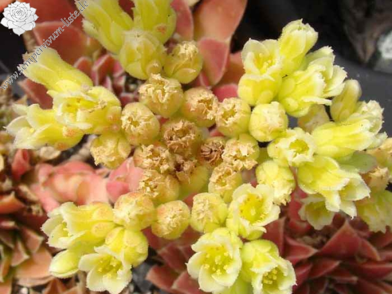 Pink Mandarin / Jovi