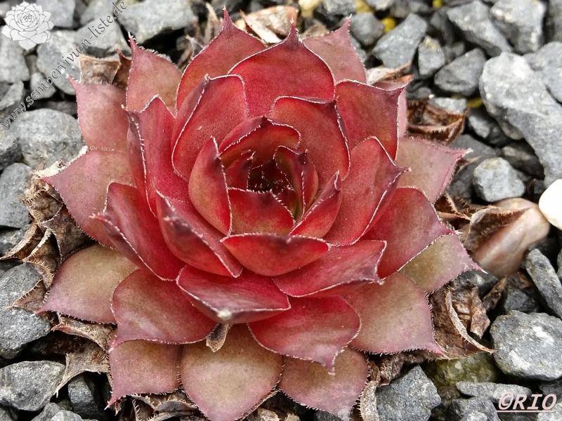 Pink Star