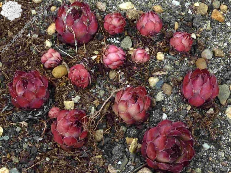 Pink Star
