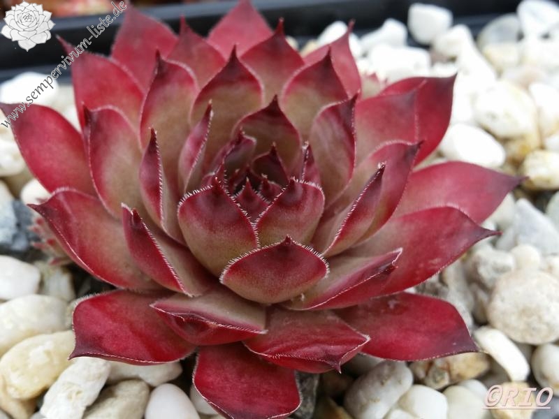 Pink Star