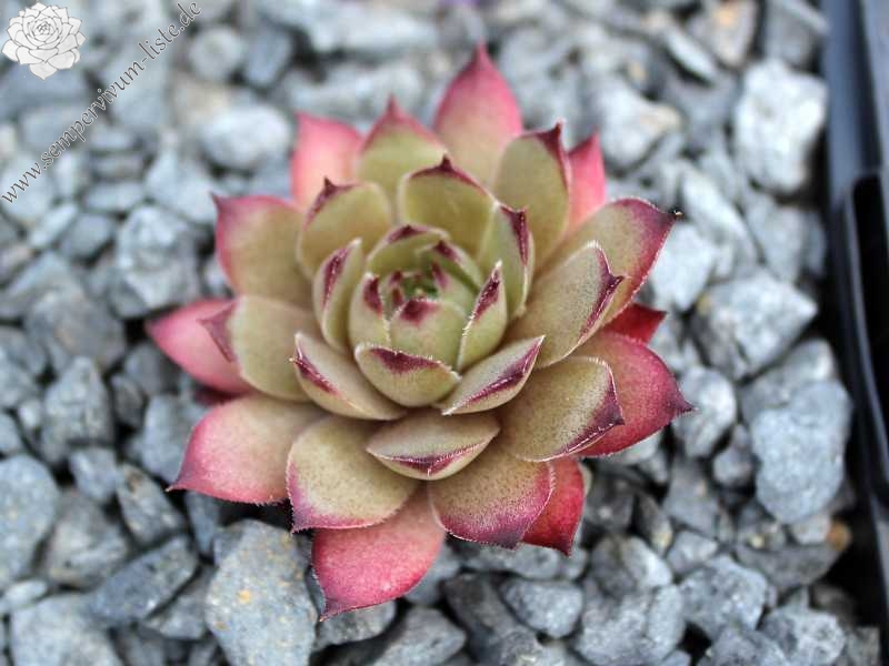 Pink Star