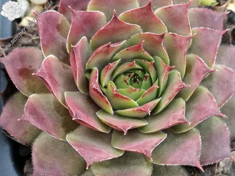 Pink Star
