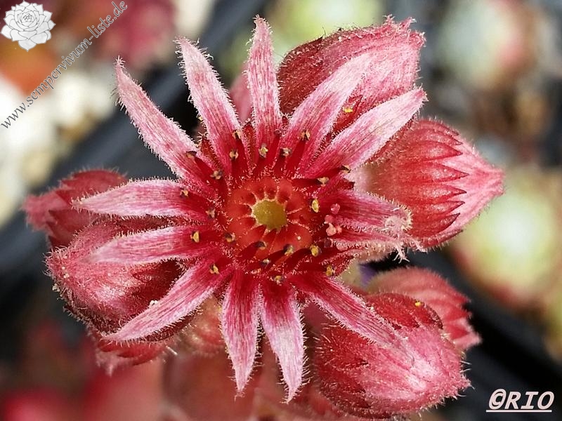 Pink Star