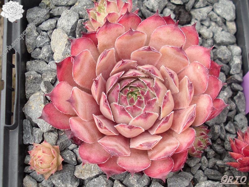 Pink Star