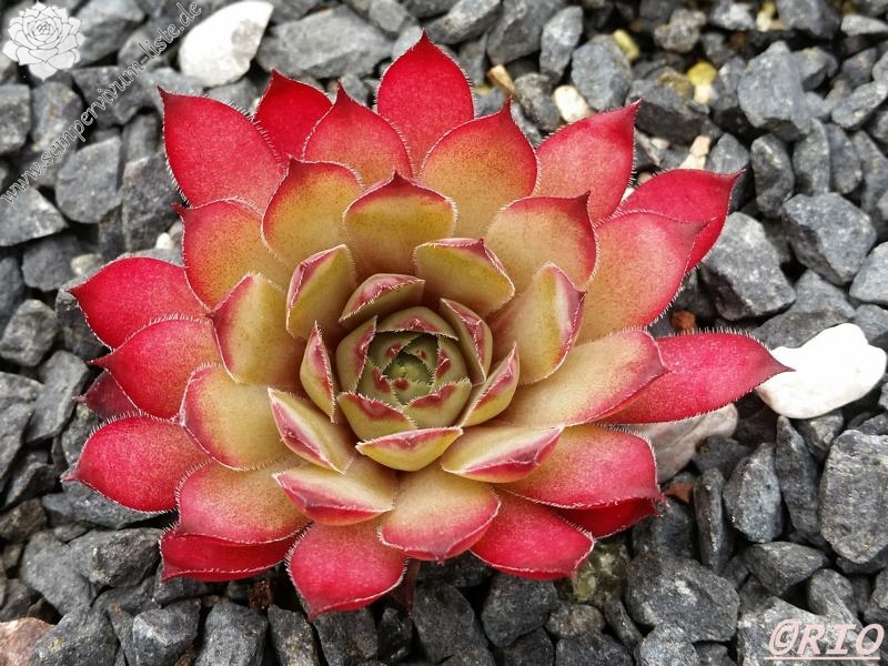 Pink Star