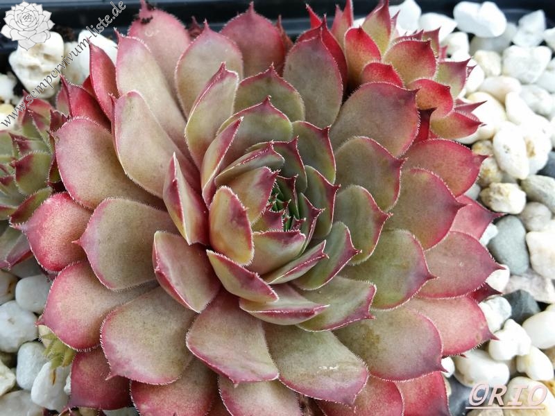Pink Star