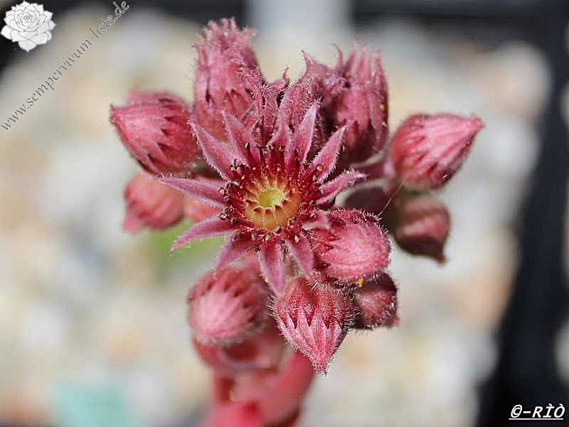 Pink Star