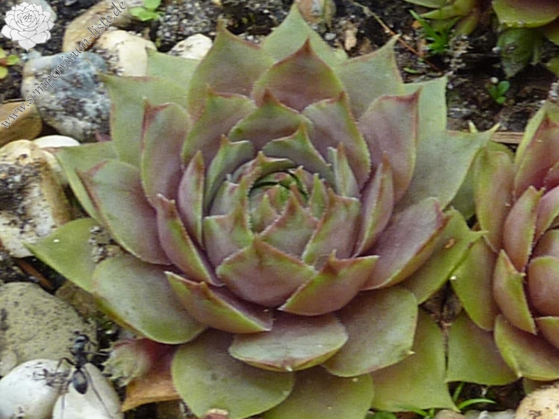 Pink Symbol