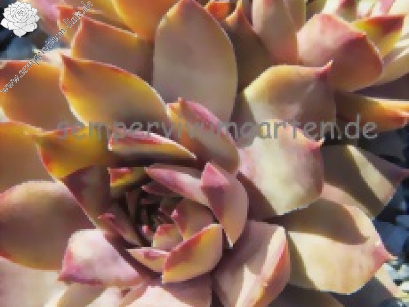 Pink Symbol