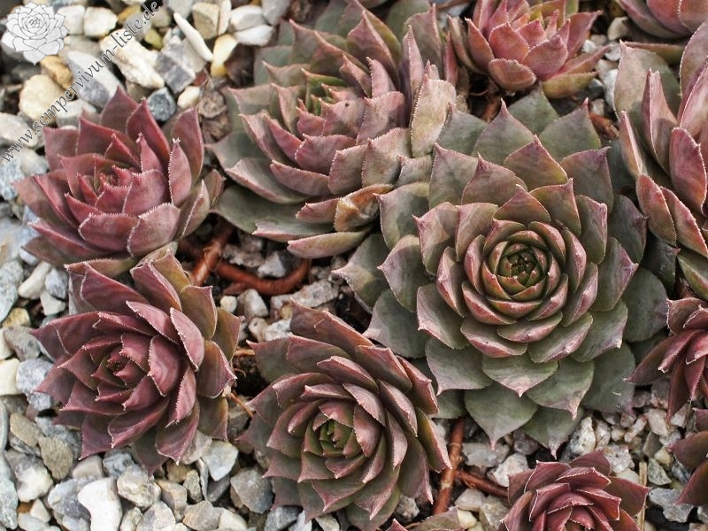 Pink Symbol