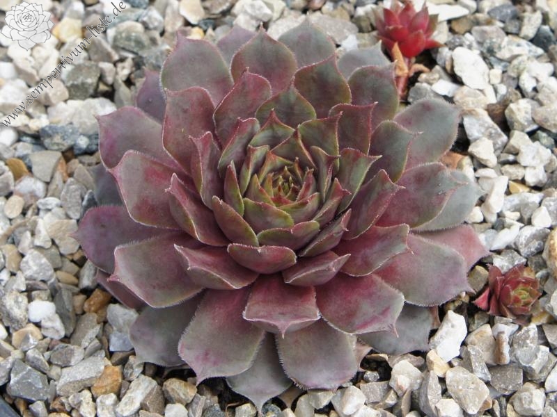 Pleiade