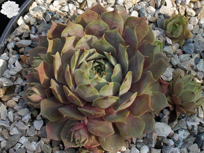 Pleiade