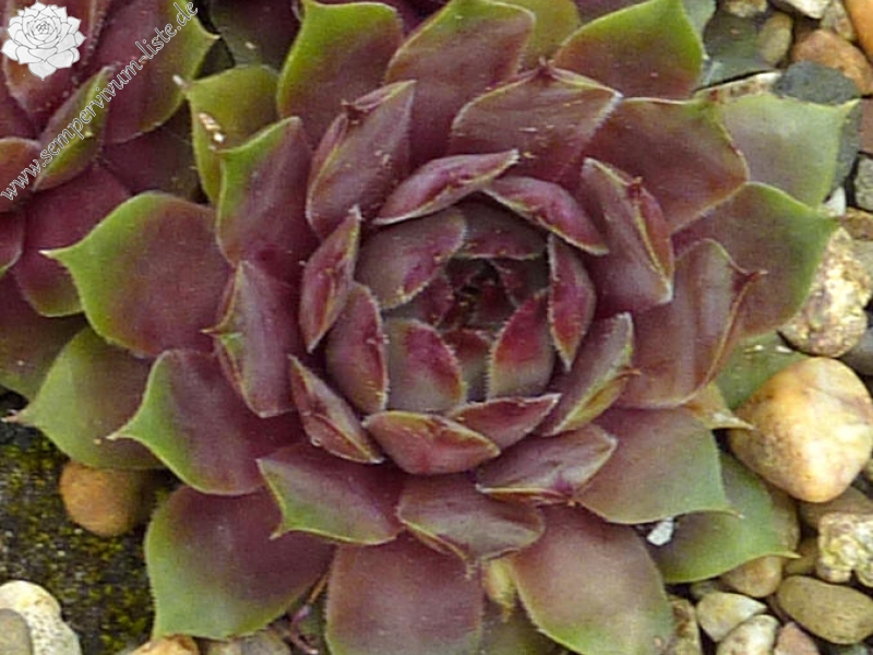 Pleiade
