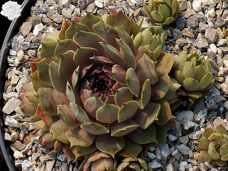 Pleiade