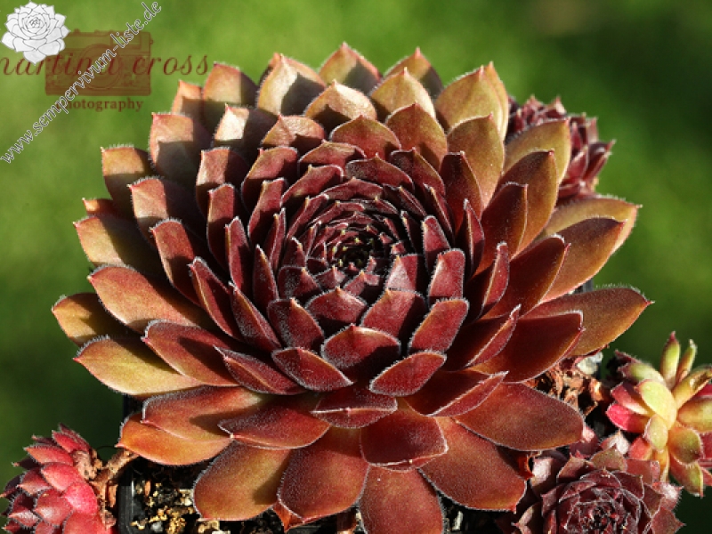 Velvet Blush