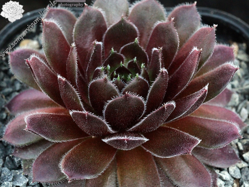 Velvet Blush