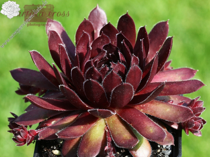Velvet Blush
