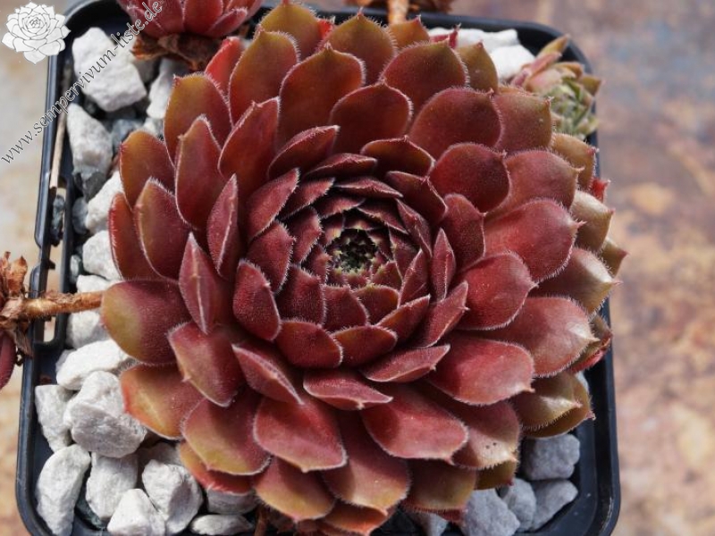 Velvet Blush