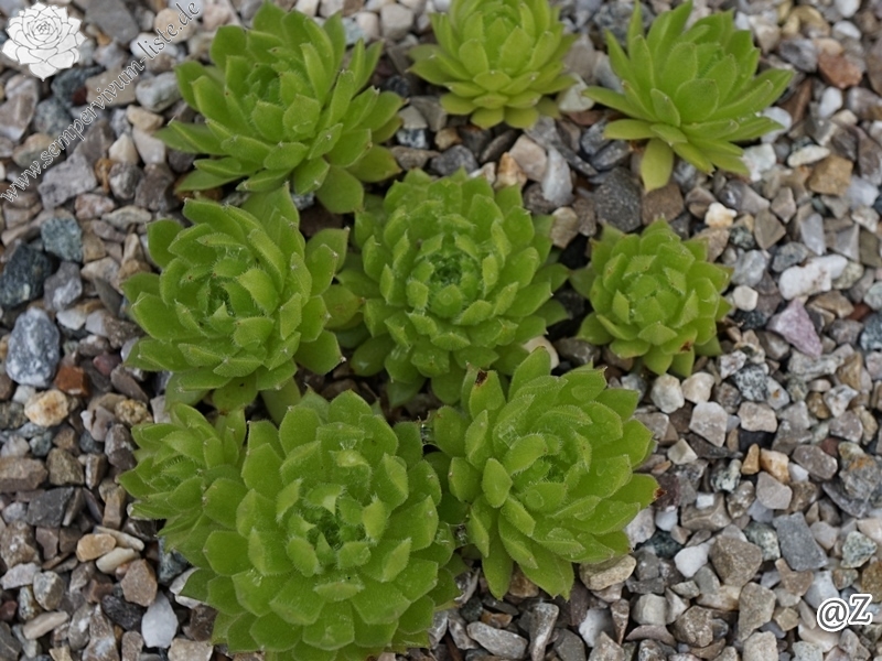 Quatsch