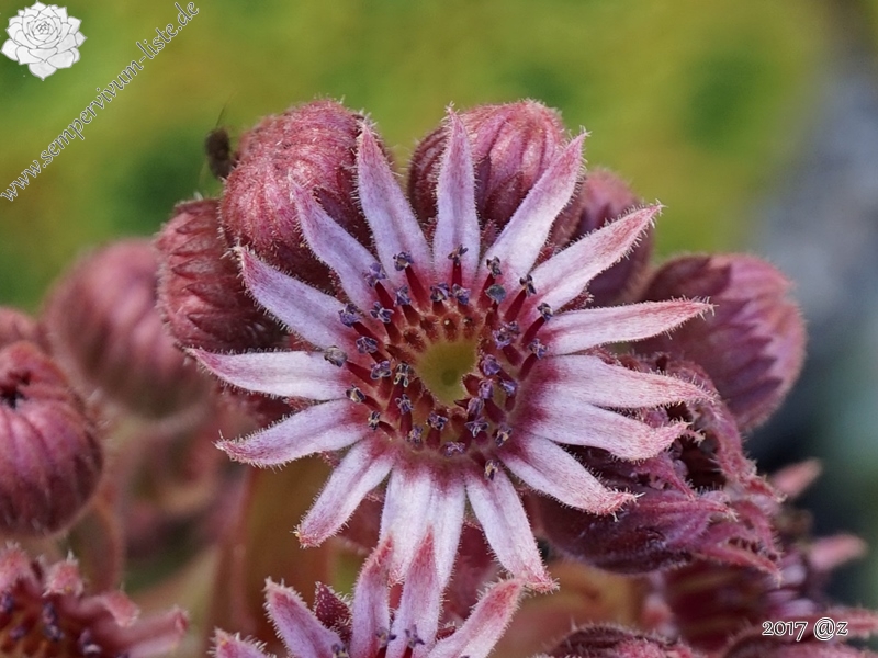 Rosenherz