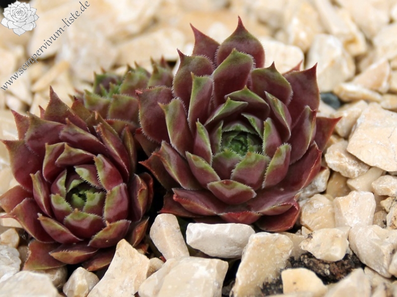 Purple Star